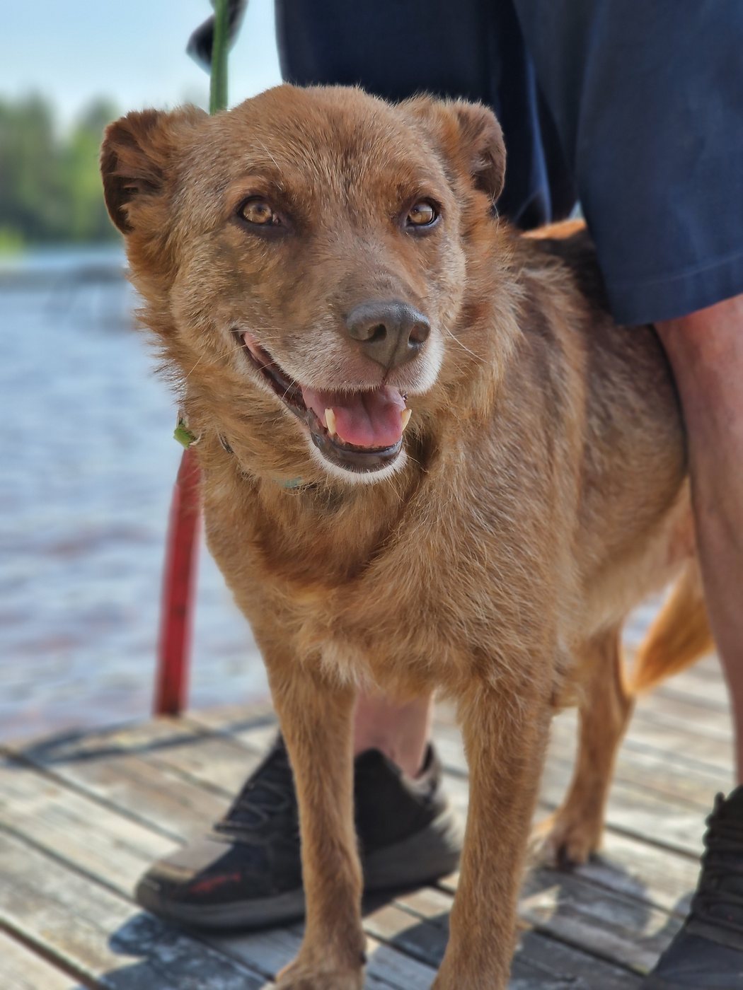 Seniorhunden Ziila som har kommit till Ohana och söker hem