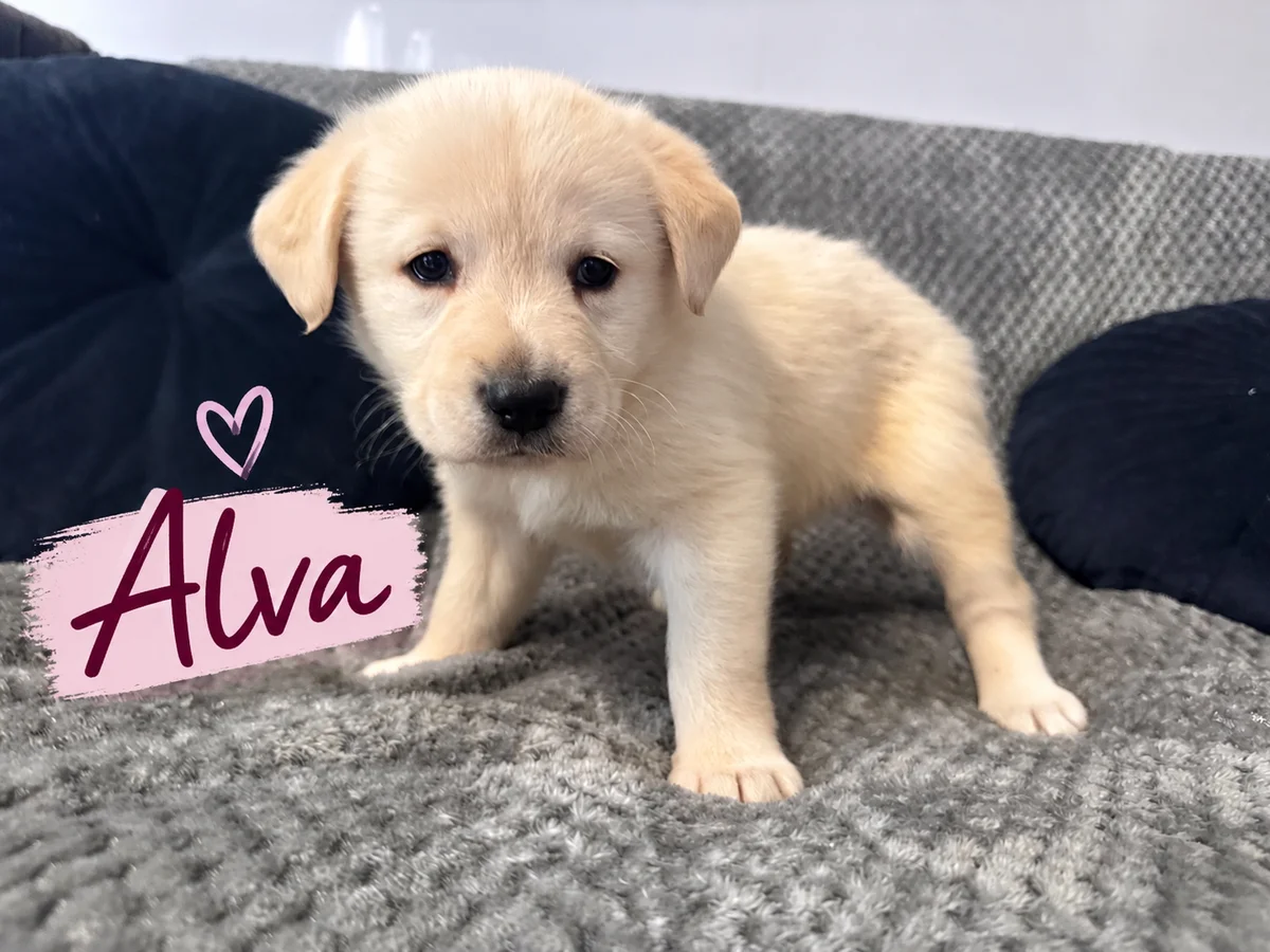Alva