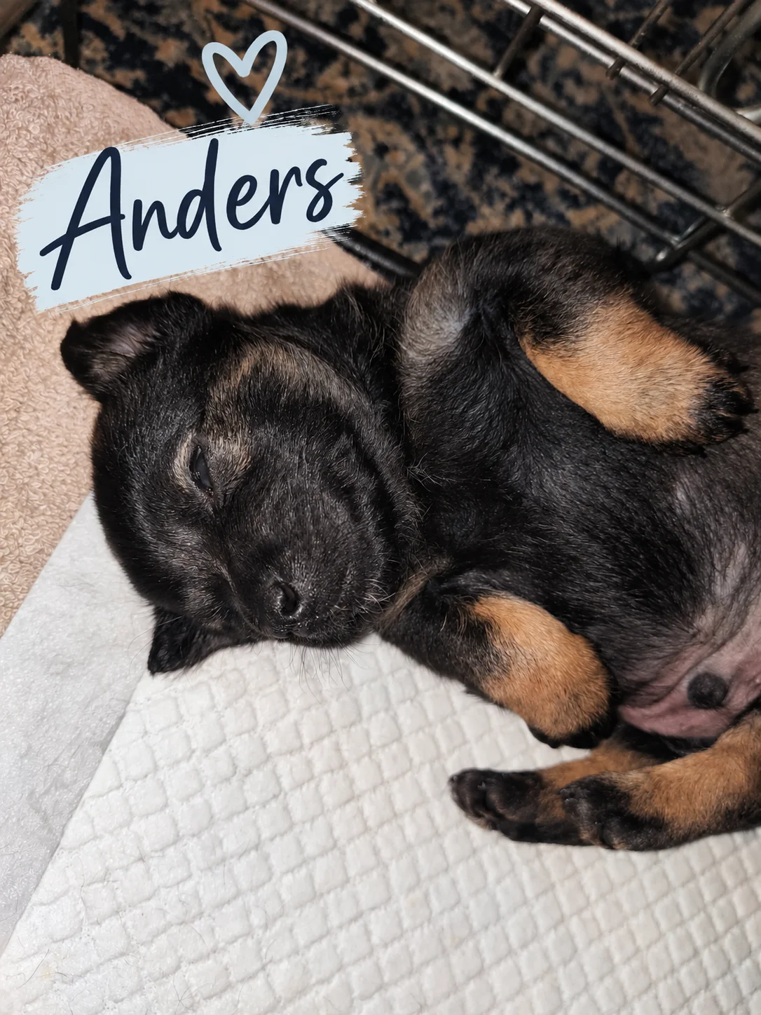 Anders
