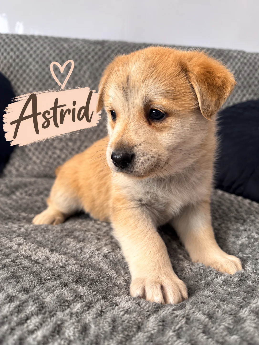 Astrid