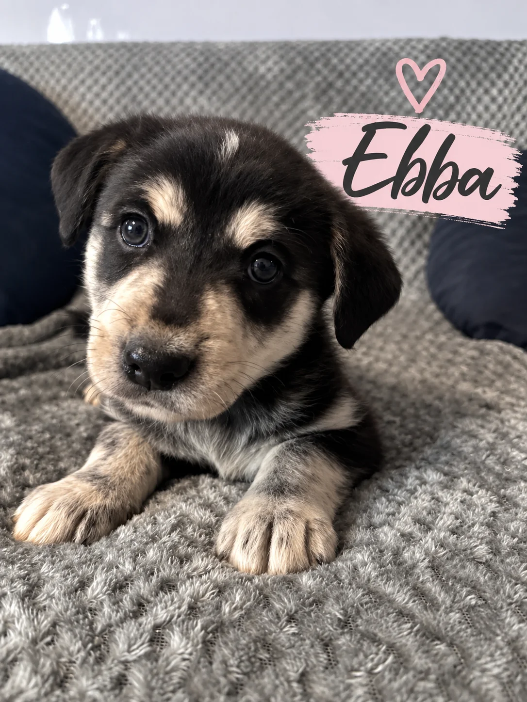 Ebba