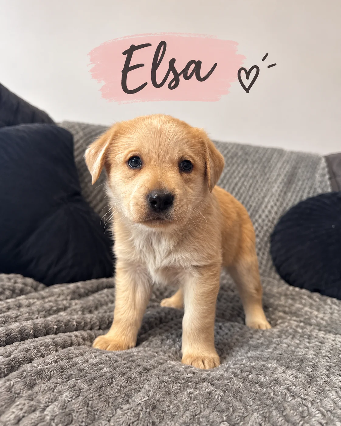 Elsa