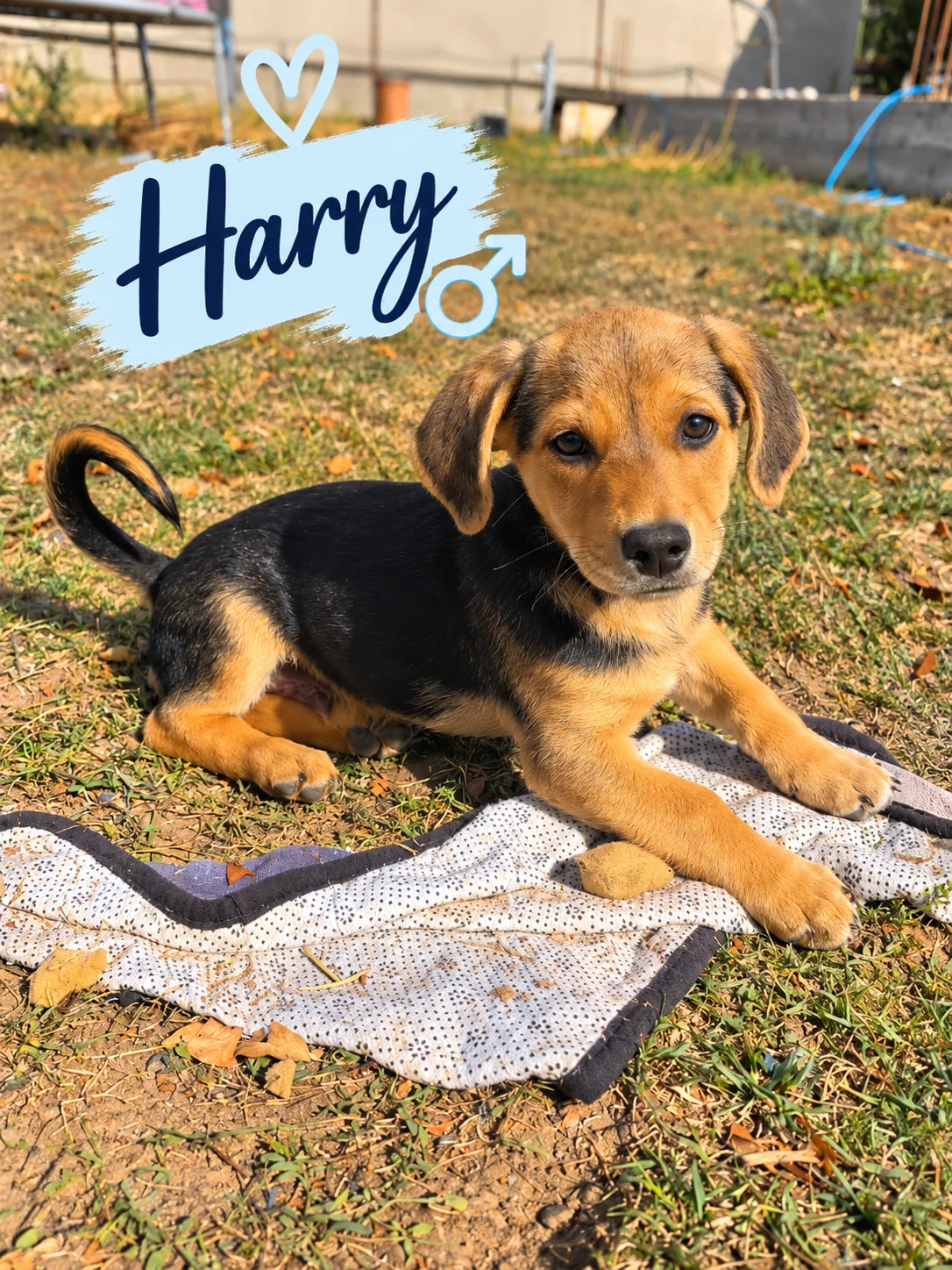 Harry