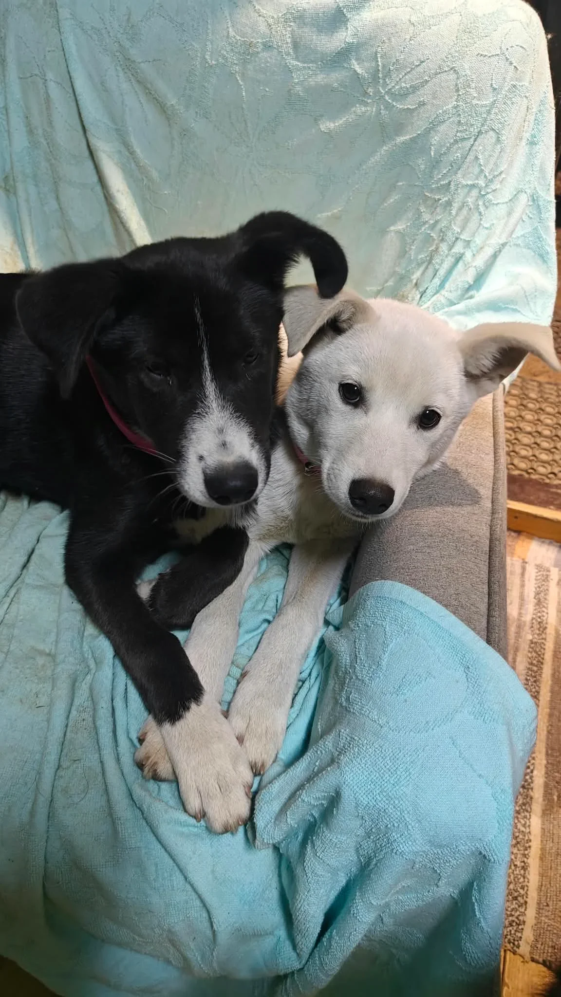 Kaja och Maja ligger tillsammans i en fåtölj