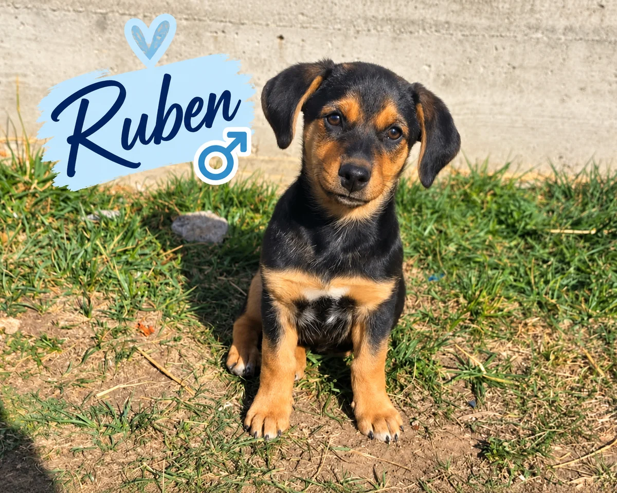 Ruben