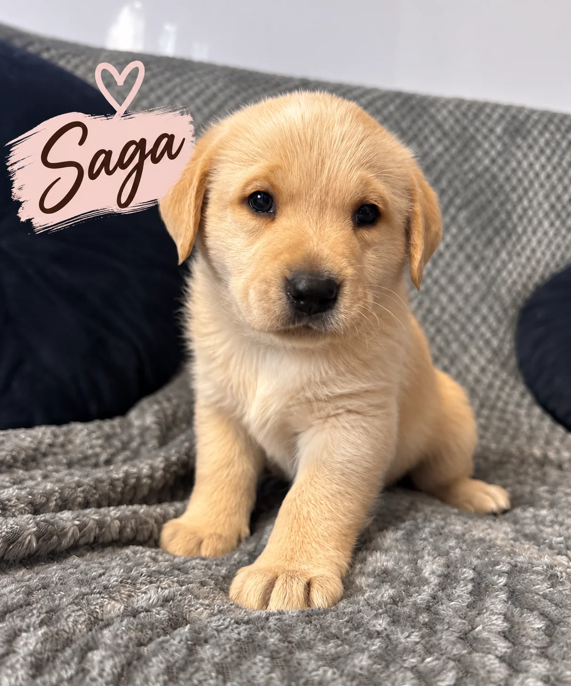 Saga