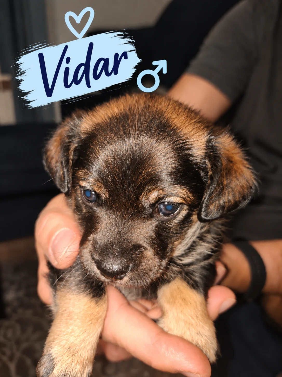 Vidar