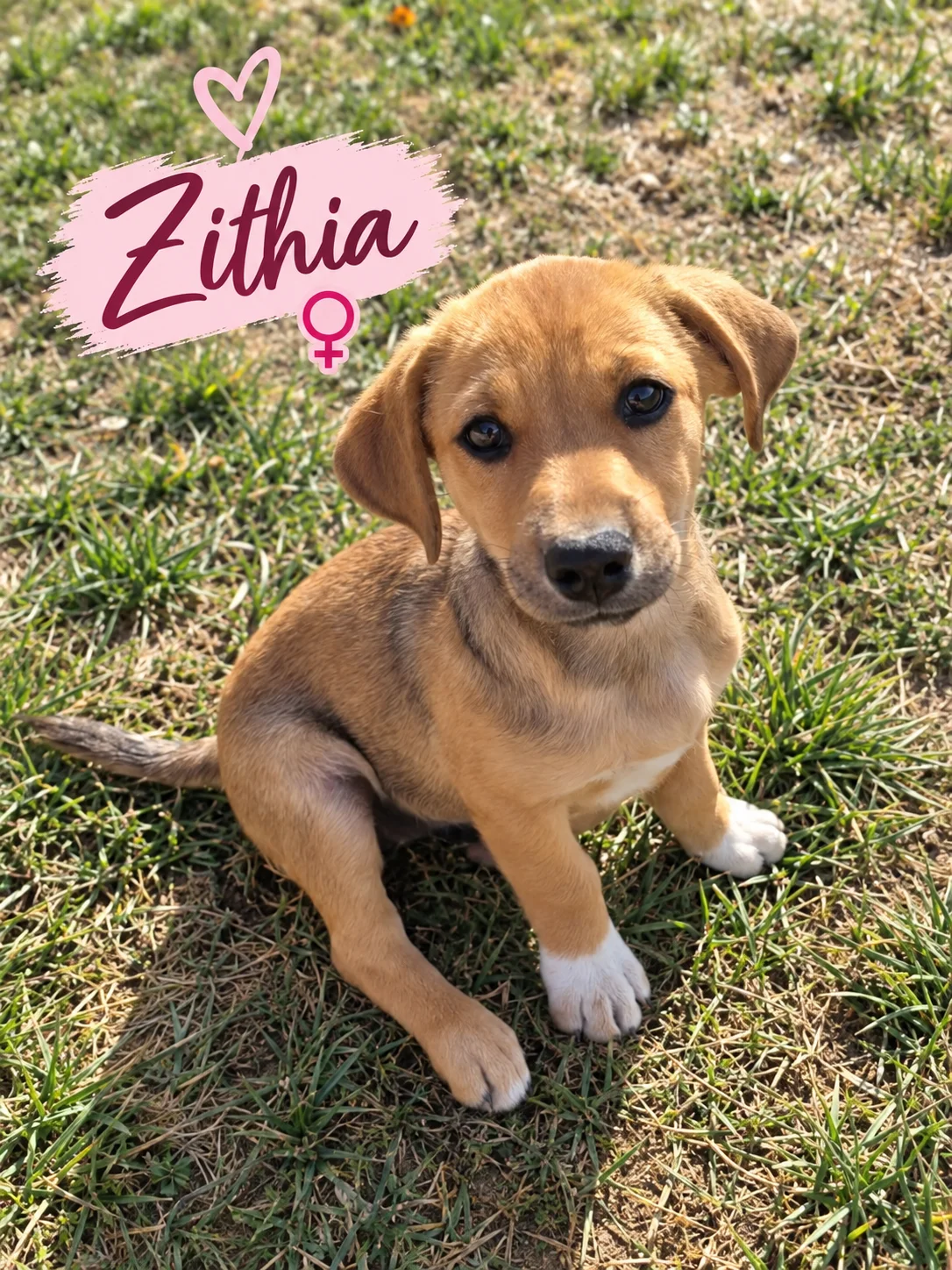 Zithia