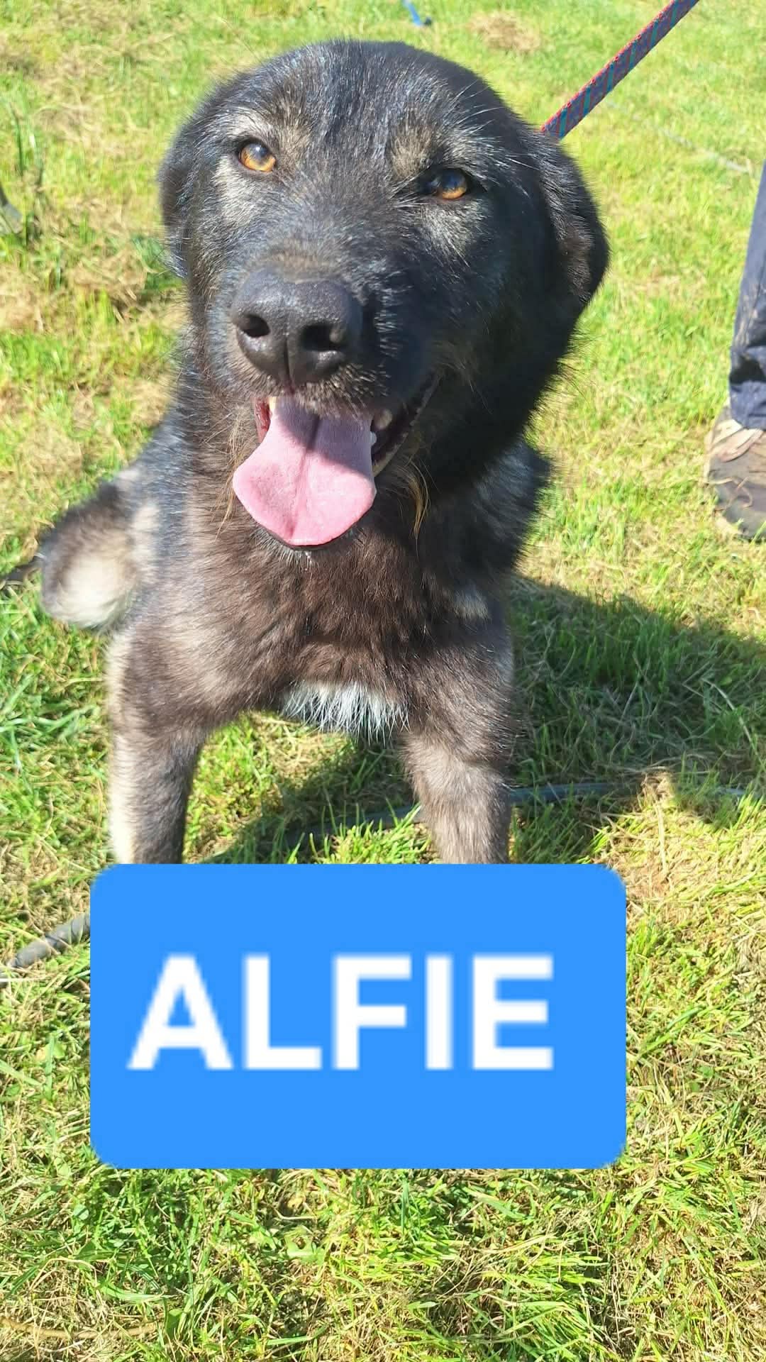 Alfie fotograferad i starkt solljus