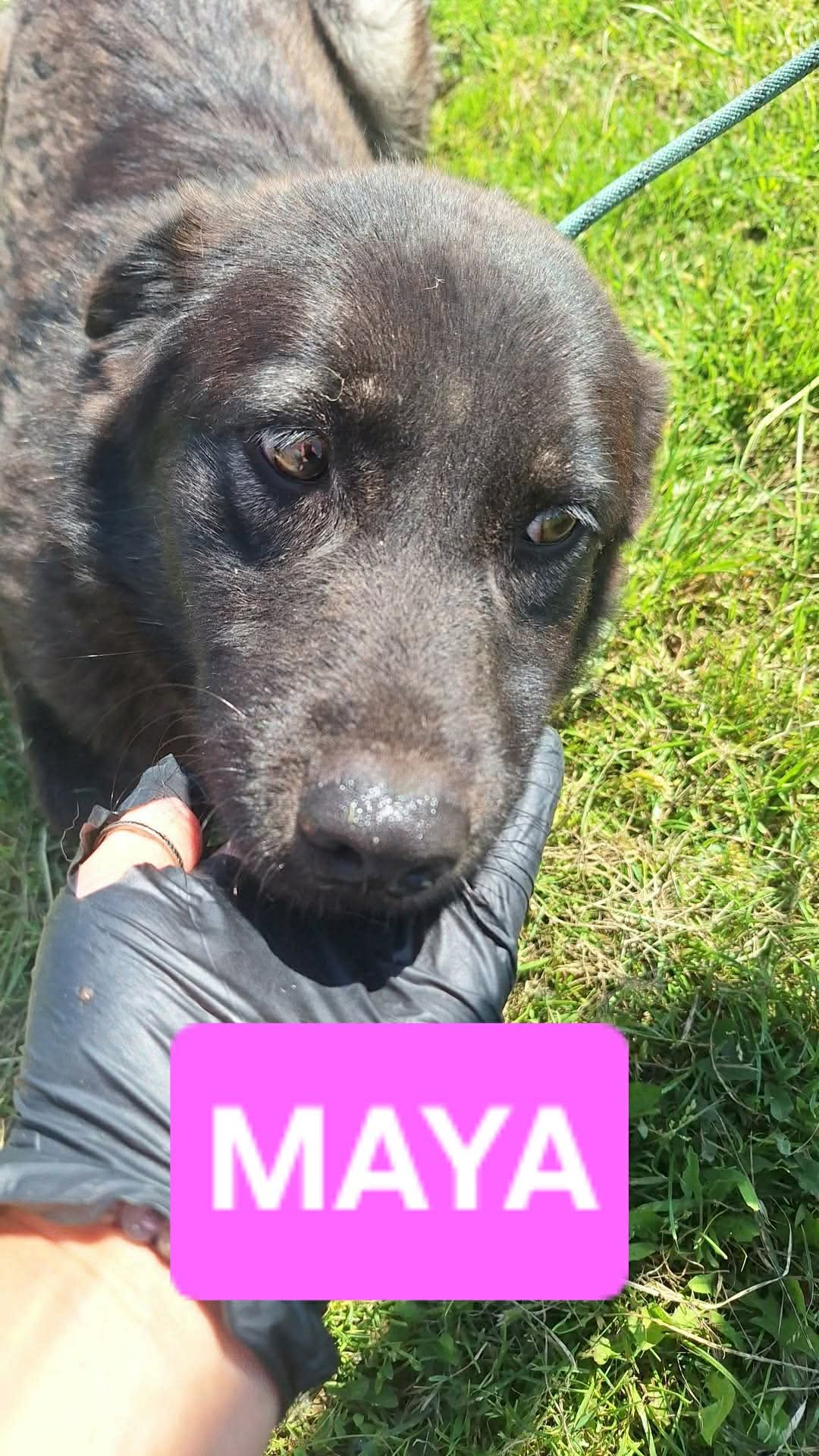 Maya fotograferad uppifrån och mycket nära