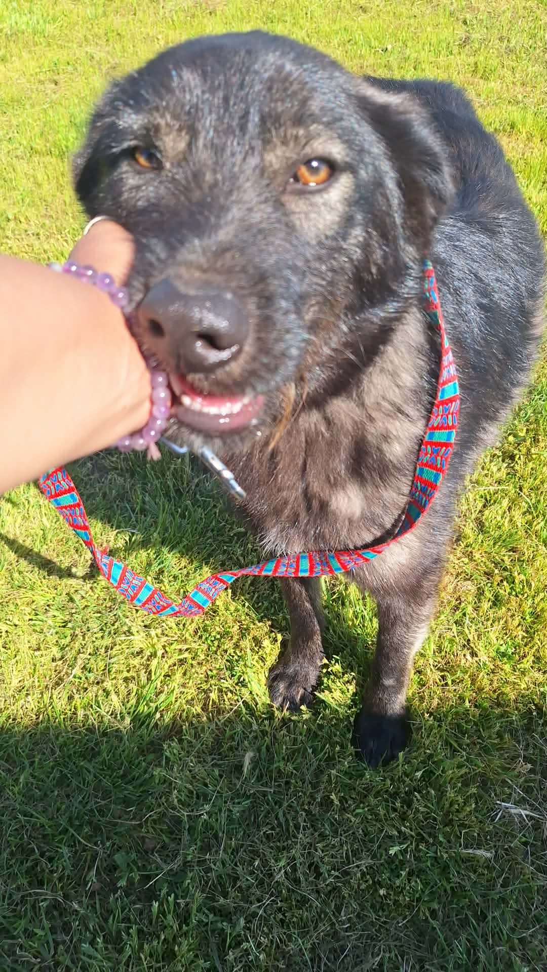 Meg, en svart rufsig hund, söker kontakt