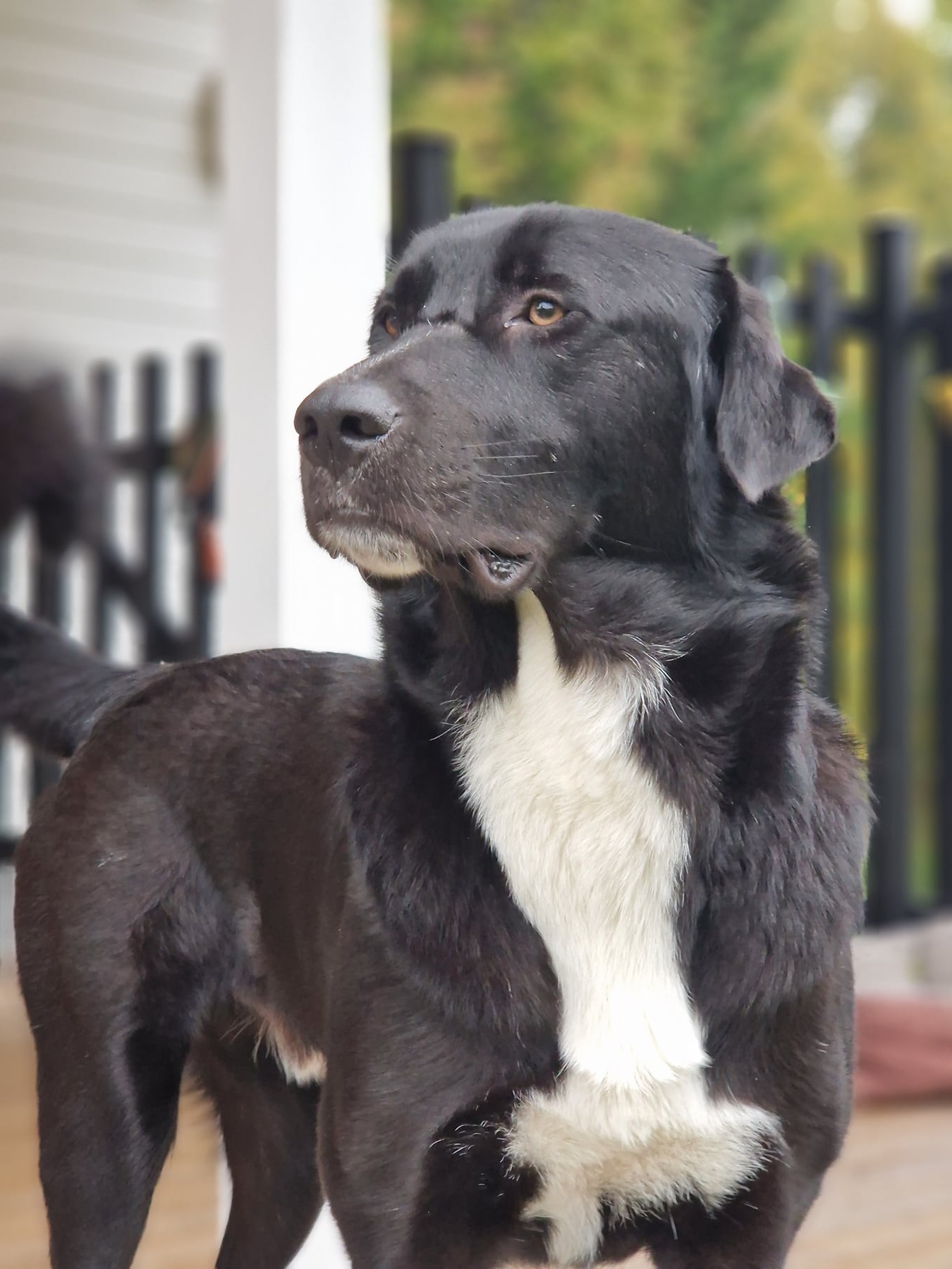 Nero, en stor svart hund som söker rätt hem