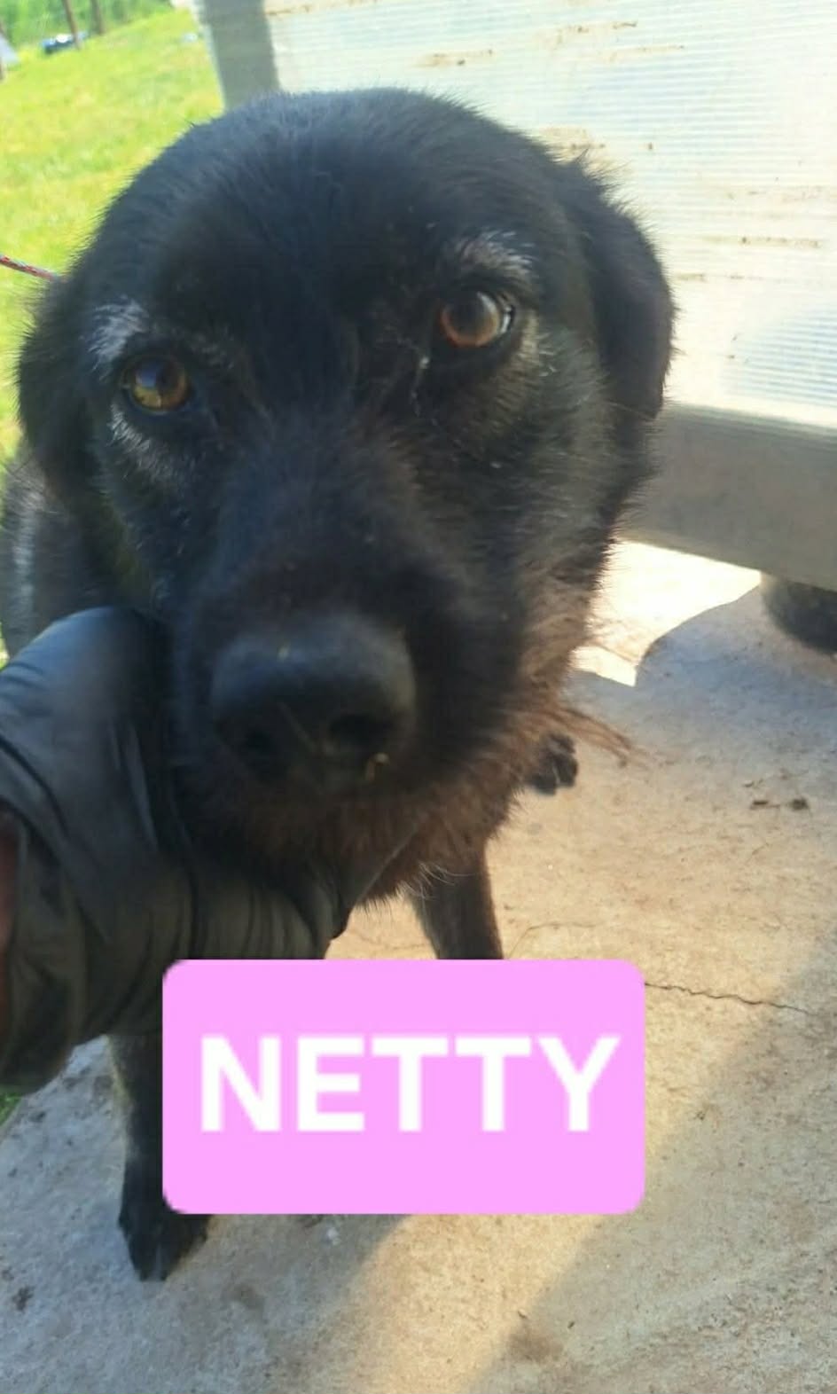 Netty fotograferad mycket nära kameran