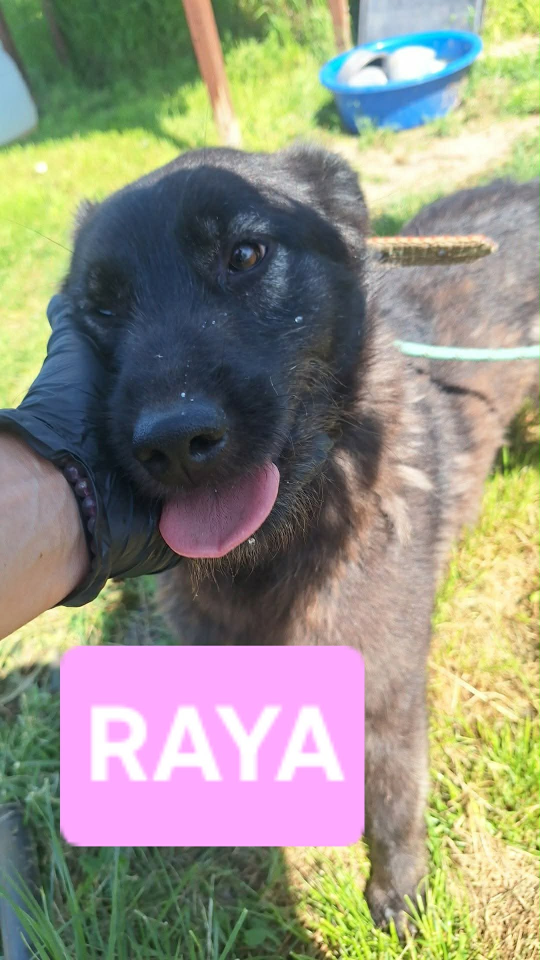 Raya fotograferad mycket nära kameran