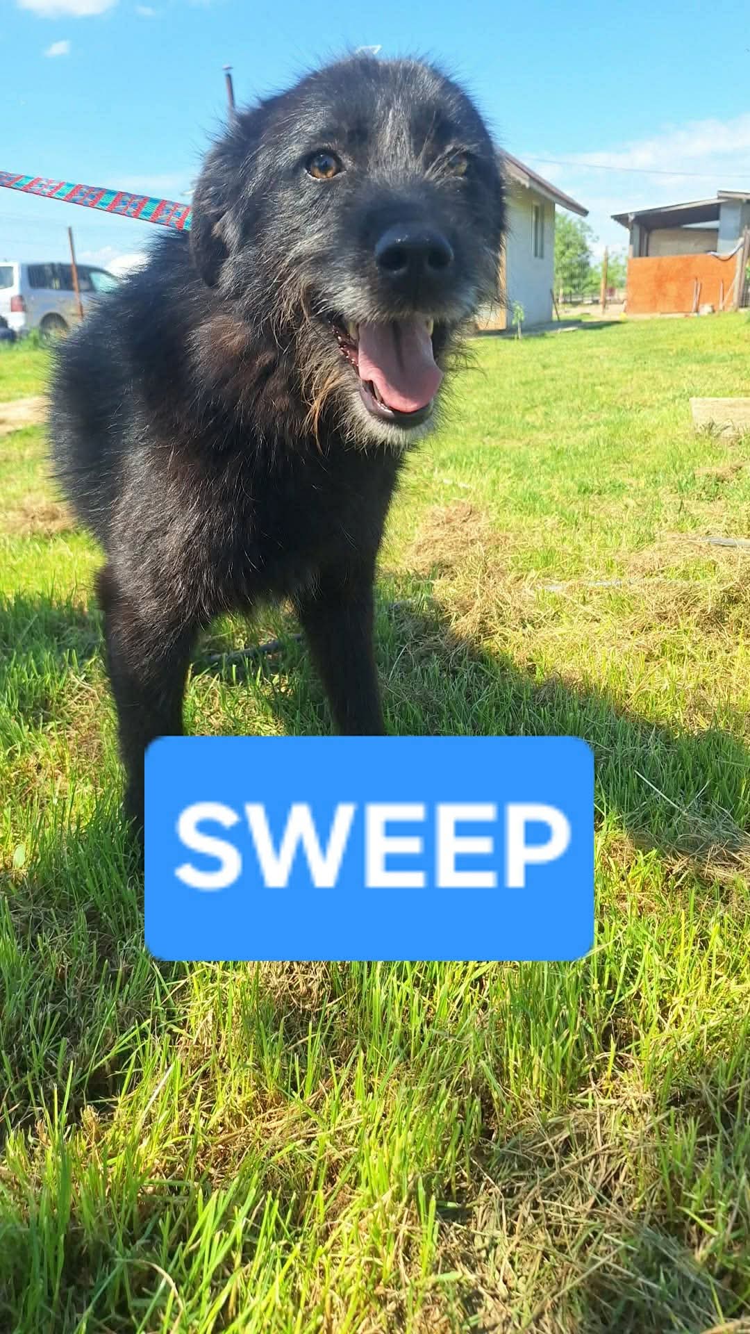 Sweep fotograferad i starkt solljus