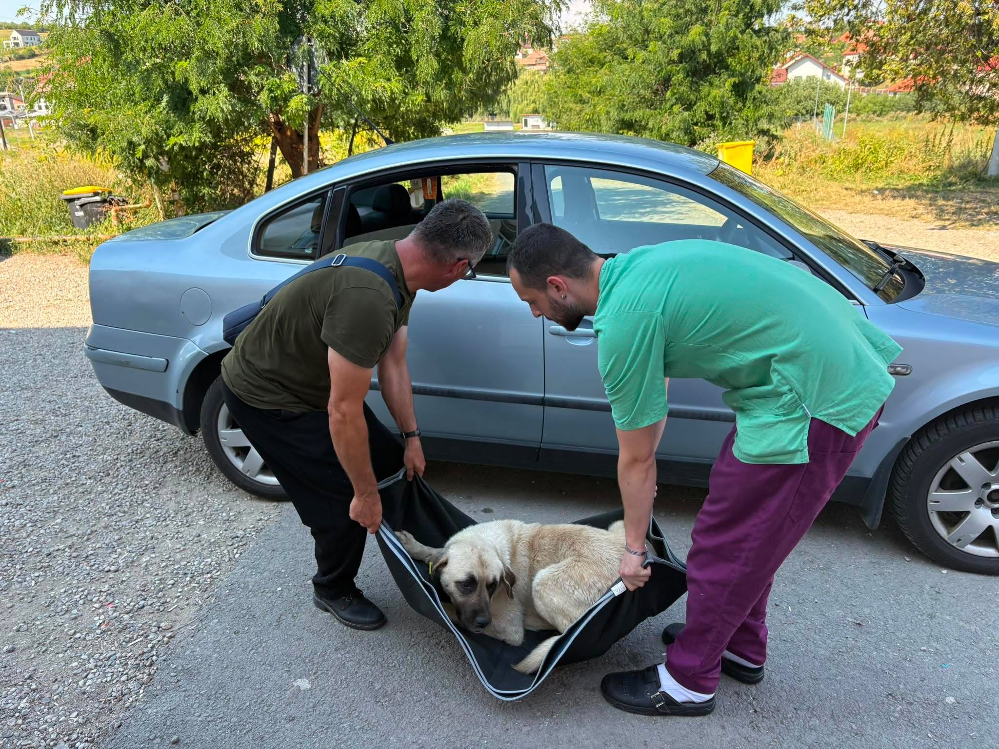 En hund bärs varsamt in till veterinärkliniken inför kastrering