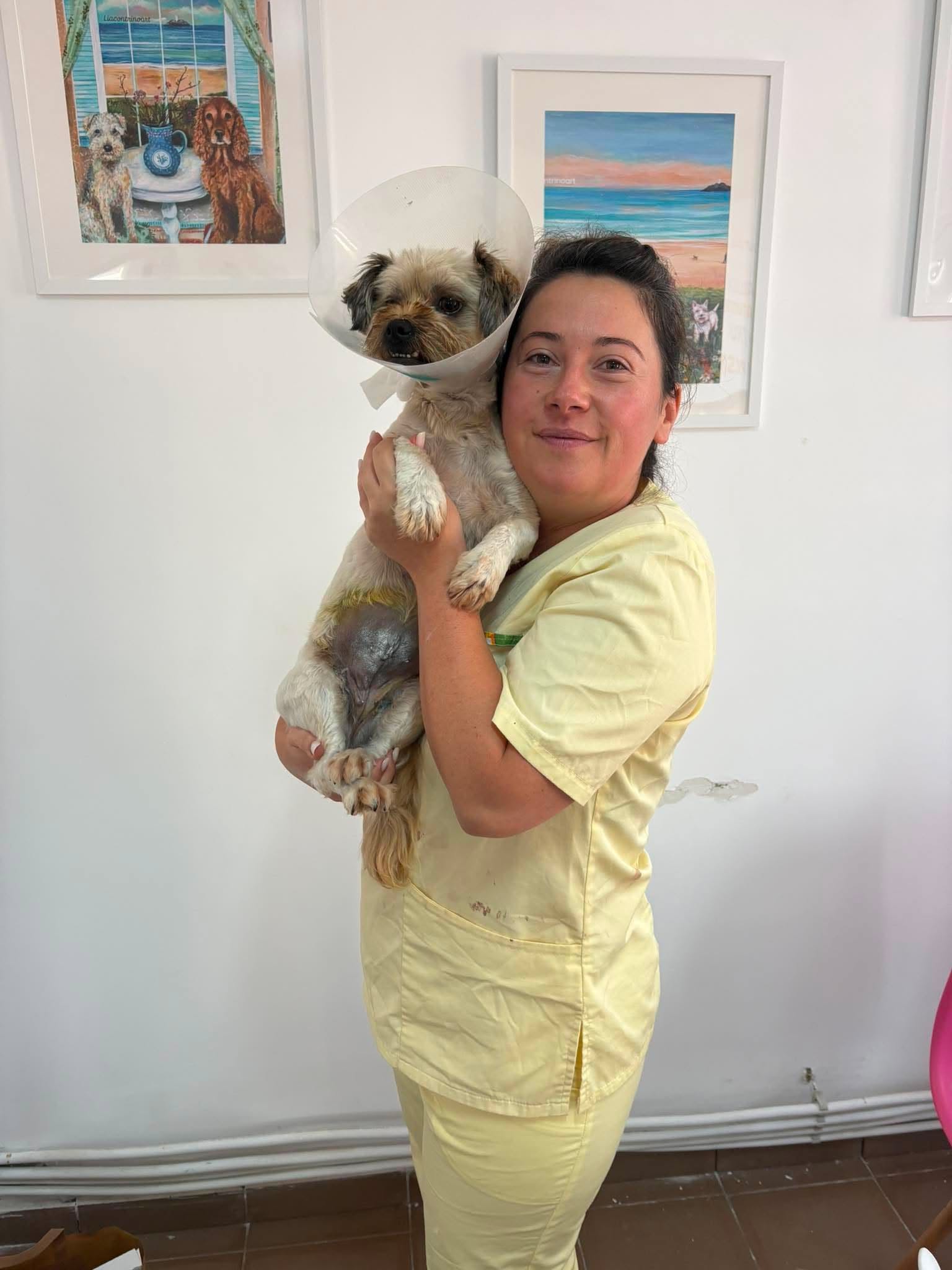En hund med skyddskrage hålls tryggt av klinikpersonal