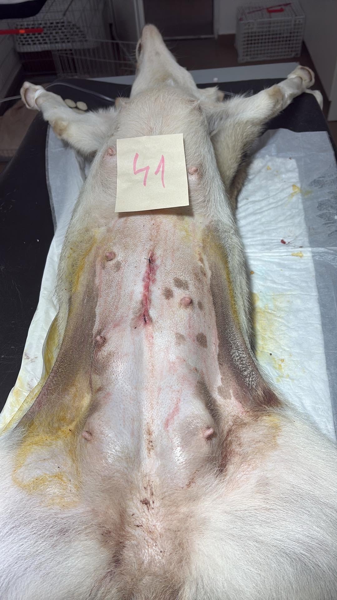 En nykastrerad hund ligger på klinikens operationsbord med nummer 41 på magen