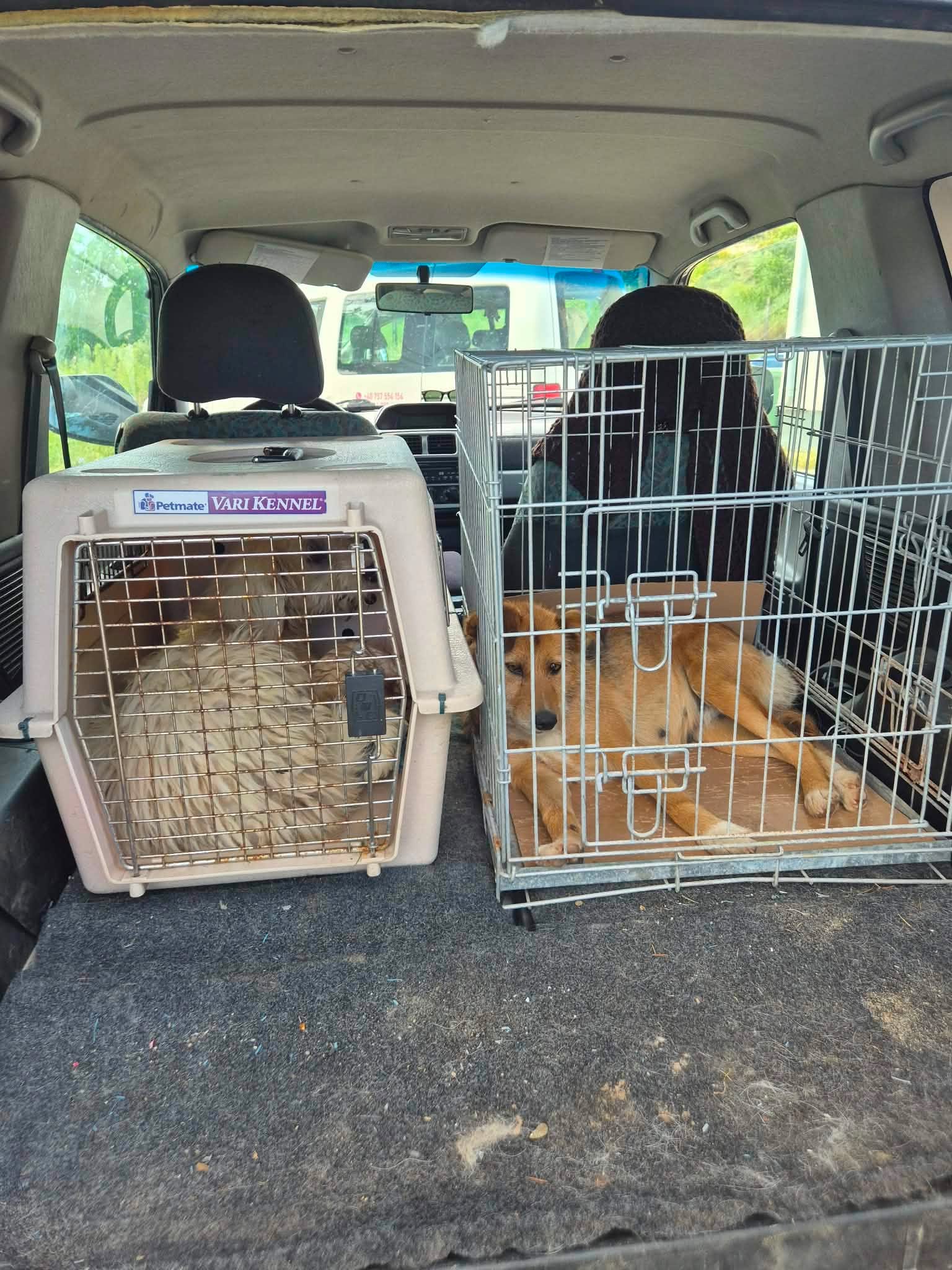 Två hundar i transportburar på väg till veterinärkliniken