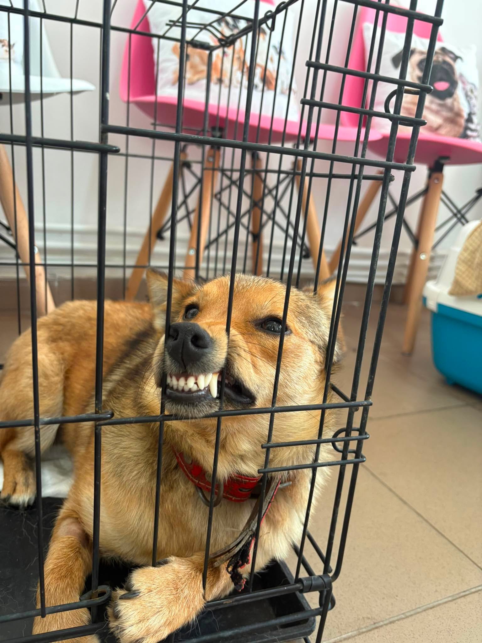 En hund återhämtar sig i en ren bur på veterinärkliniken