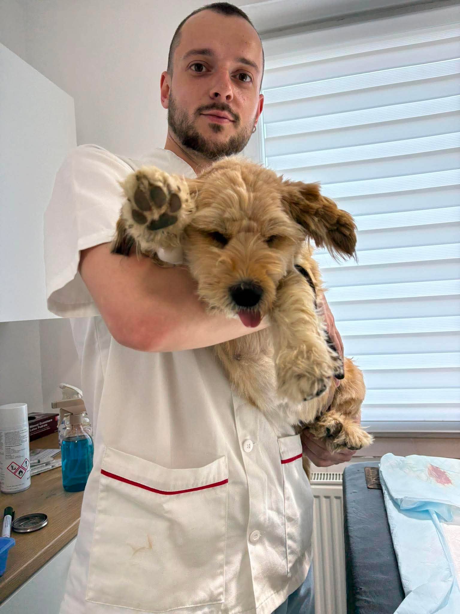 En veterinär håller en hund efter behandling på kliniken