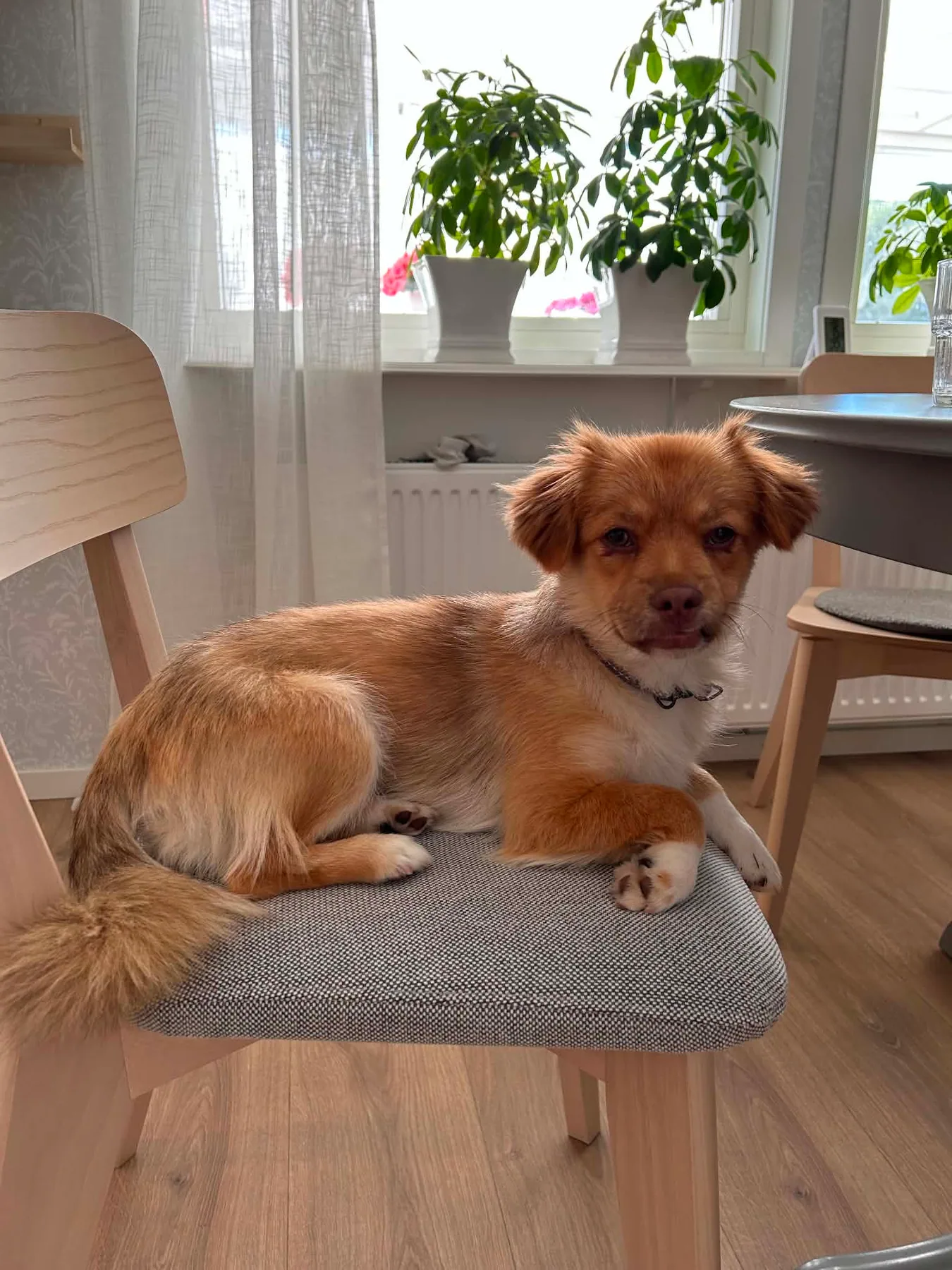 Mira vilar på en köksstol i sitt nya hem