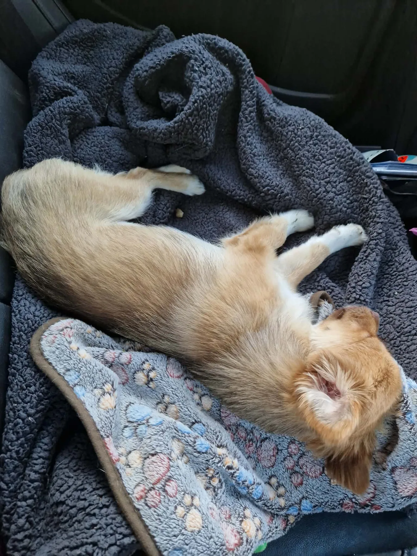 Mira sover utsträckt på mjuka filtar i bilen