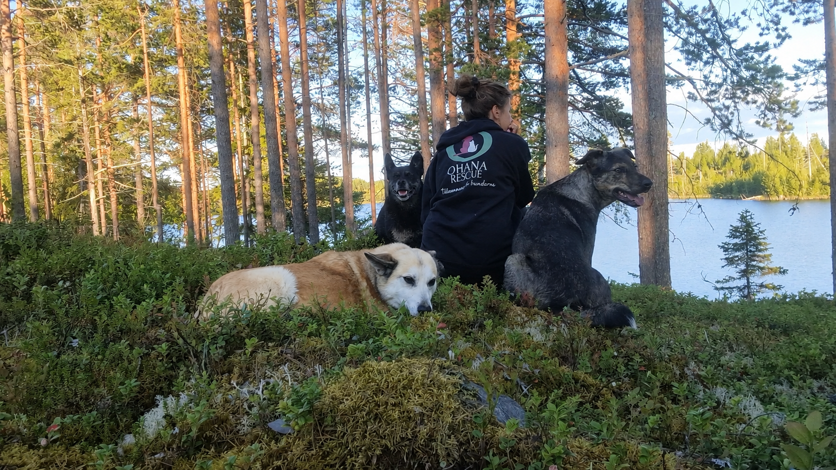 En person från Ohana Rescue sitter vid vattnet tillsammans med flera hundar.
