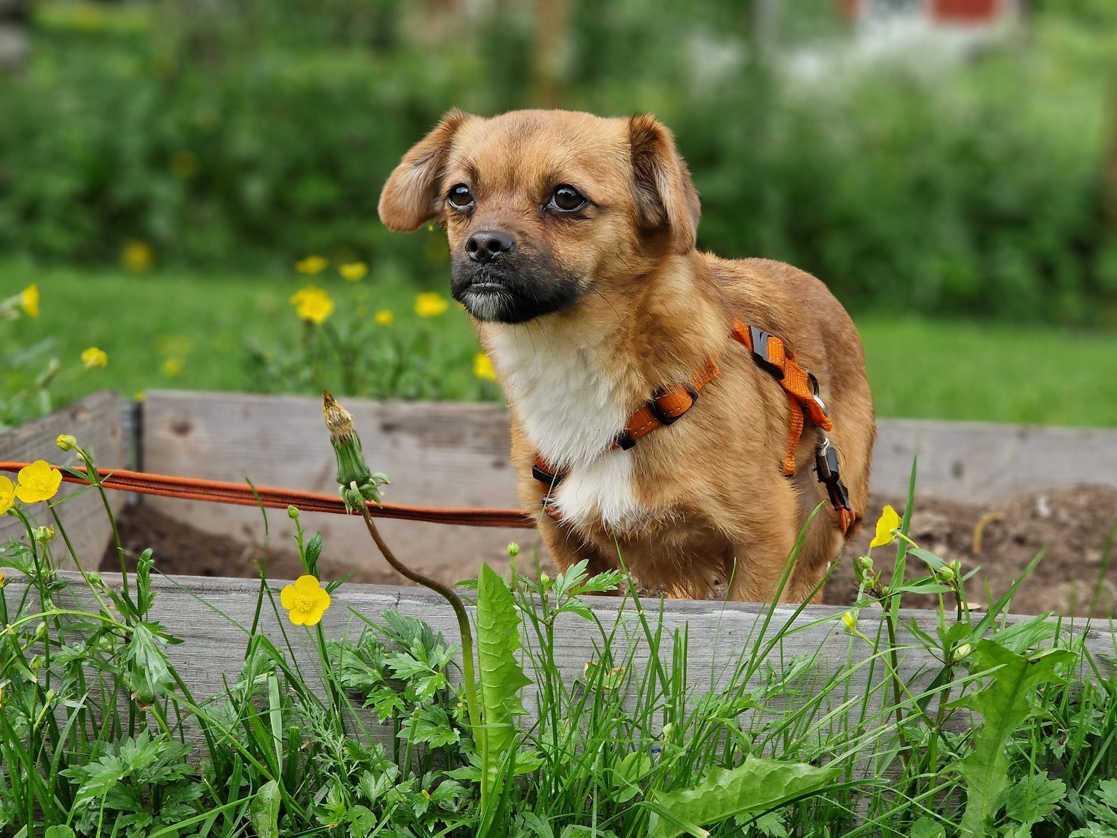 En rescuehund i ett tryggt jourhem