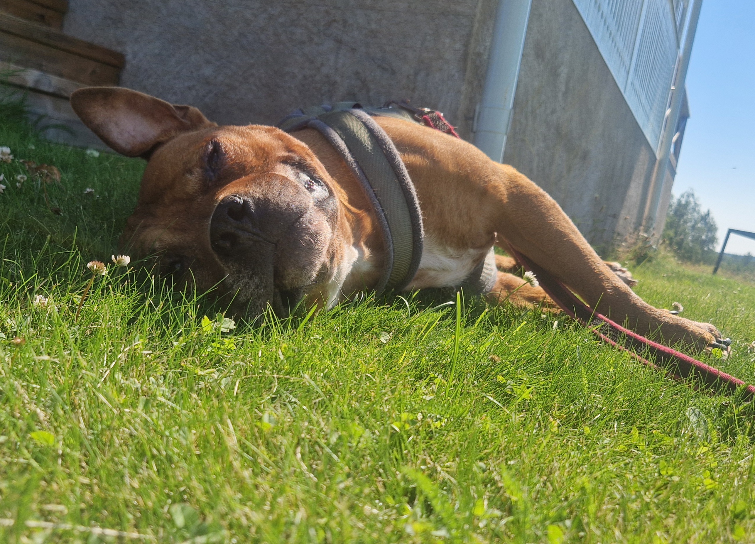 Samson minnesbild 1