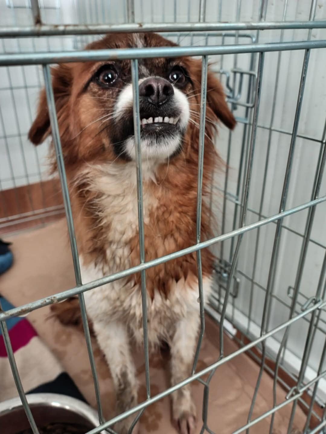 Minnie före adoptionen