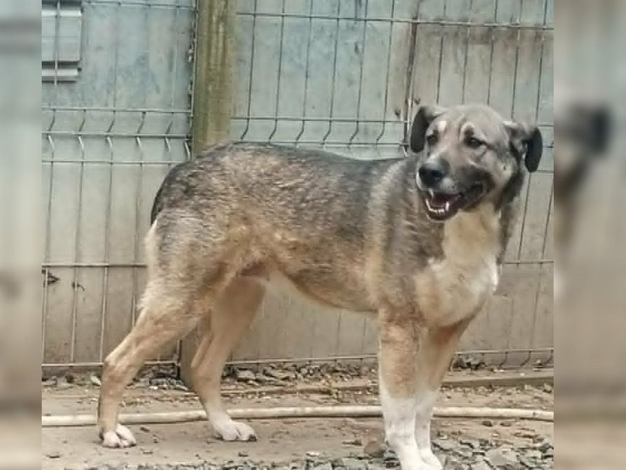 Beauty söker fadder hos Ohana Rescue