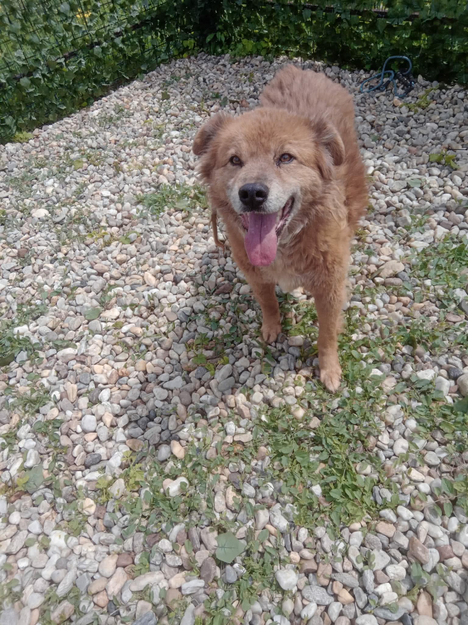 Blaze söker fadder hos Ohana Rescue