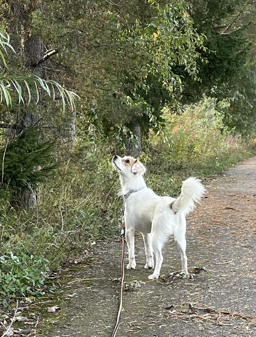 Vit hund på en skogsstig