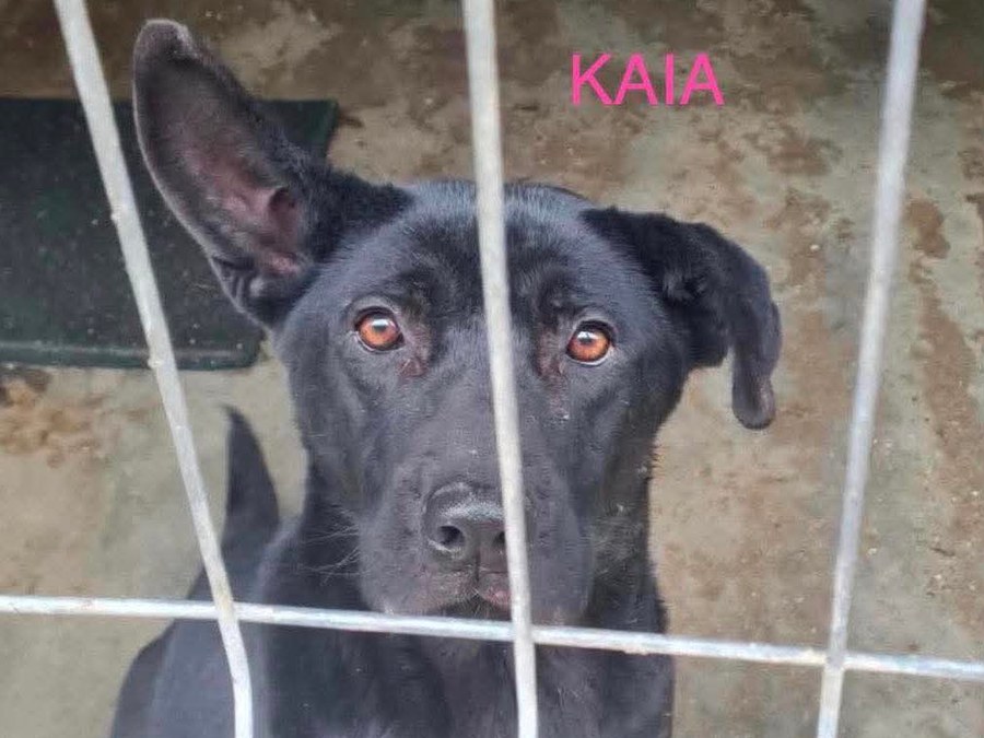 Kaia söker fadder hos Ohana Rescue