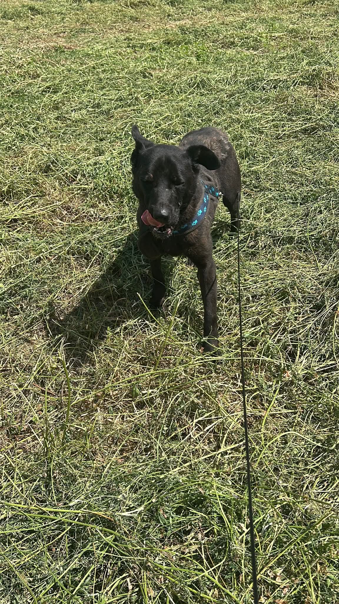 Kaia söker fadder hos Ohana Rescue