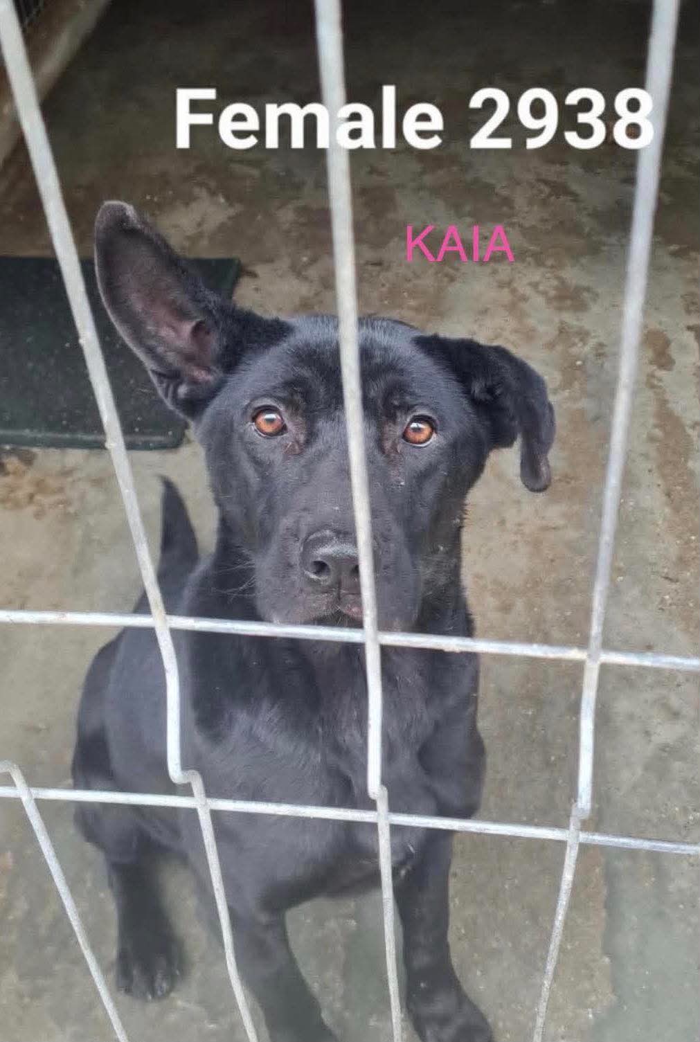 Kaia söker fadder hos Ohana Rescue
