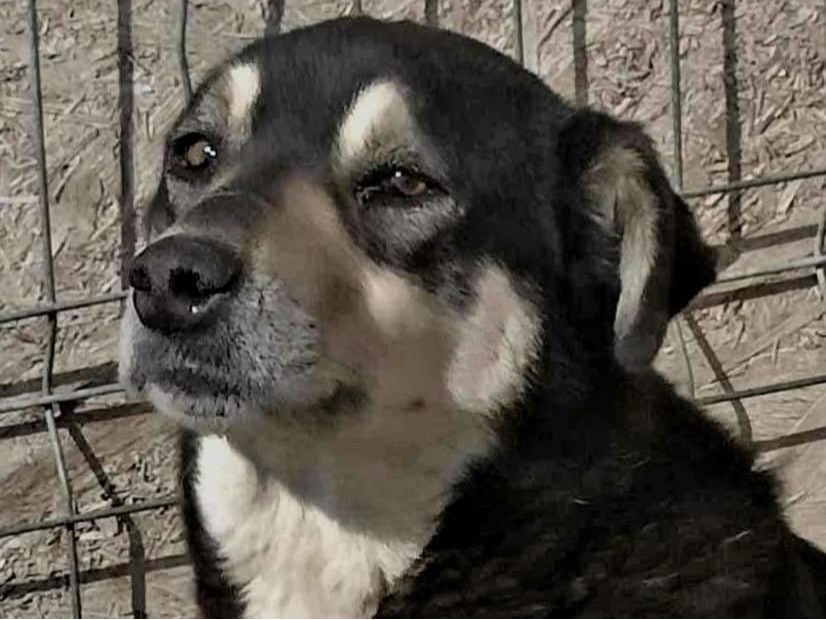 Merlin söker fadder hos Ohana Rescue