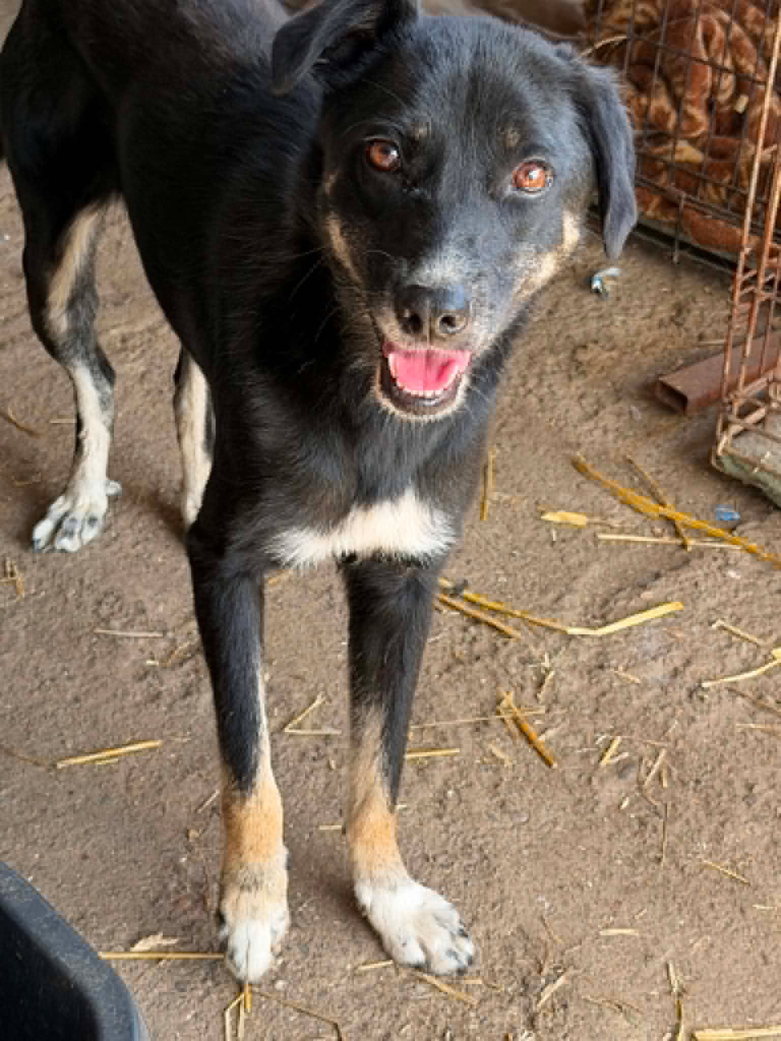 Rosie söker fadder hos Ohana Rescue