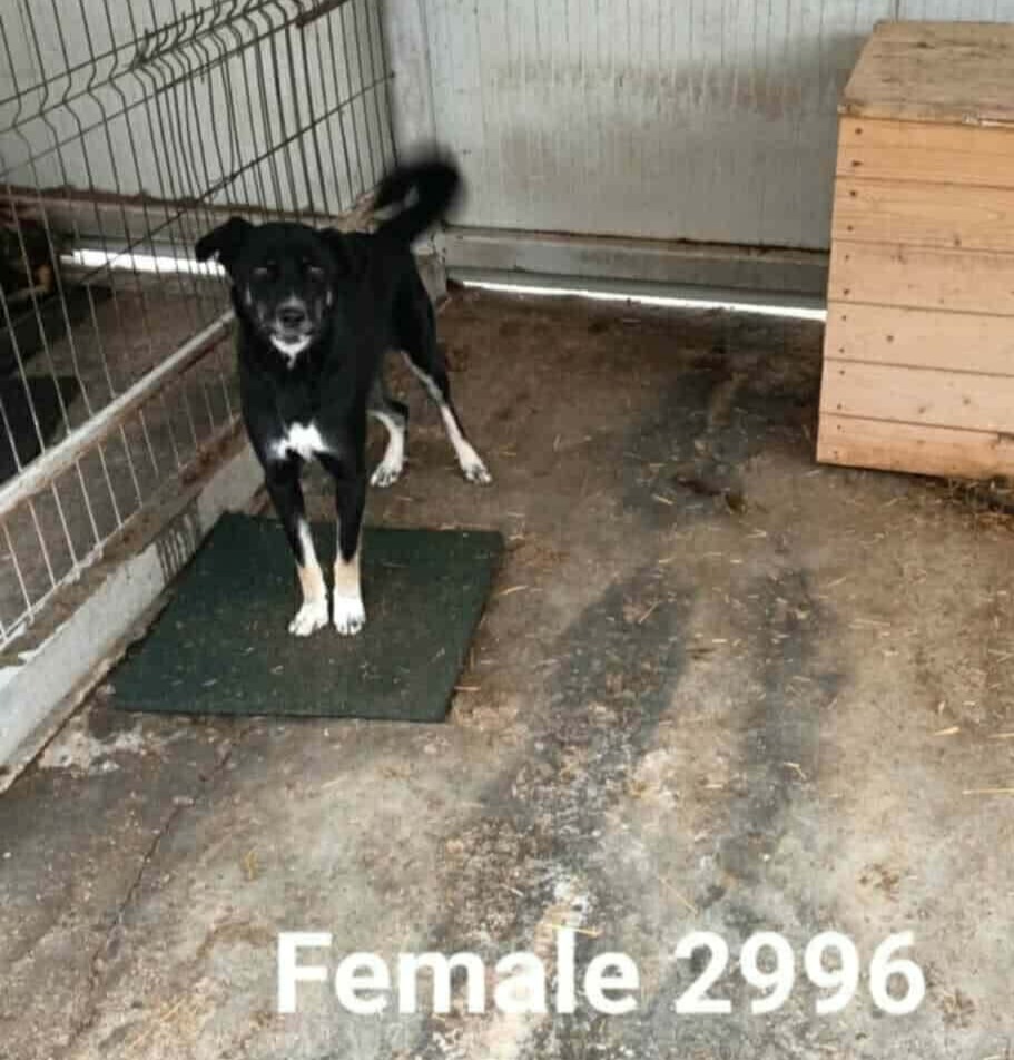 Rosie söker fadder hos Ohana Rescue