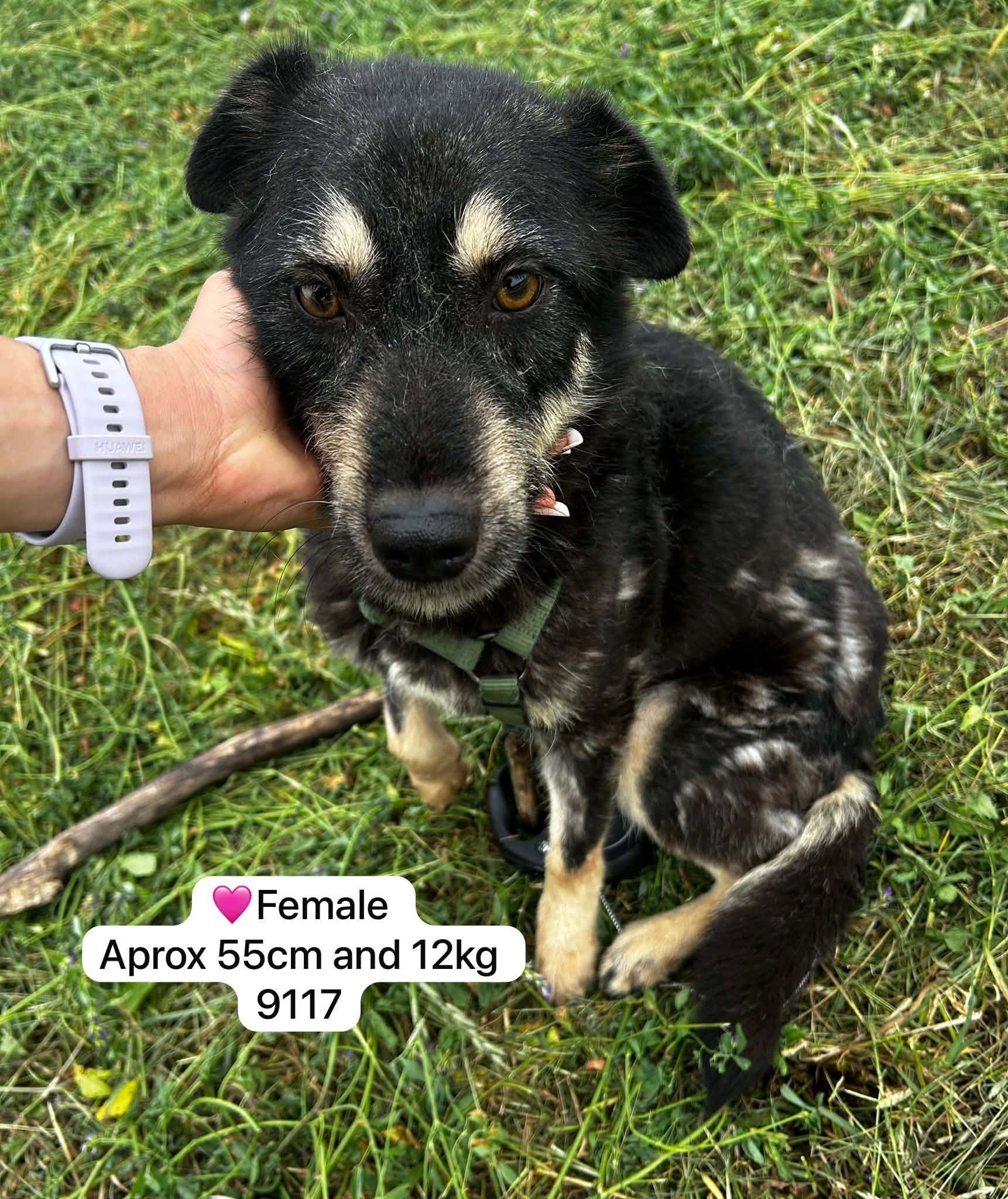 Sirap söker fadder hos Ohana Rescue