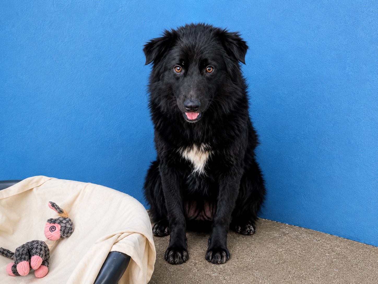Storm söker fadder hos Ohana Rescue