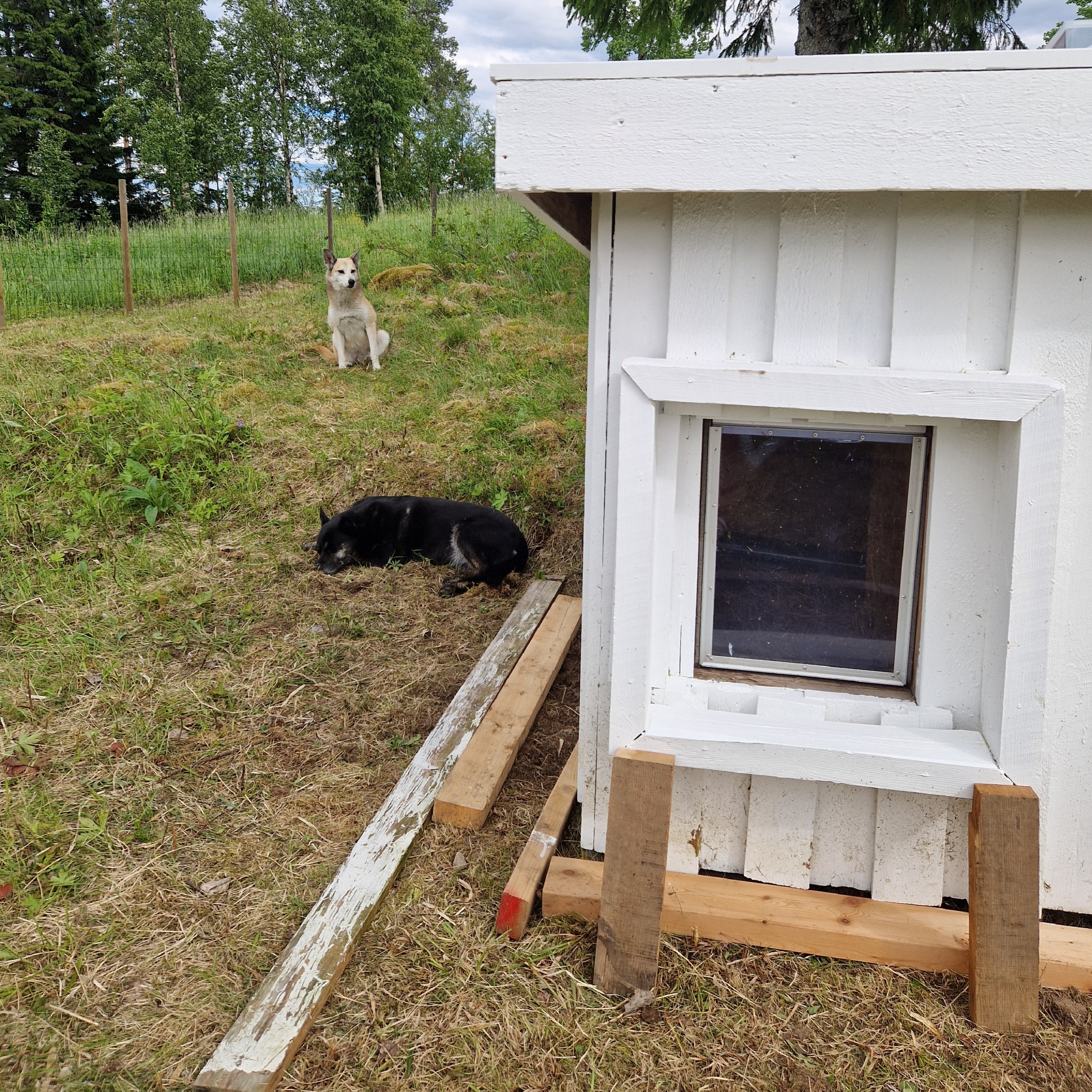 Hundkoja och trygg uteplats för hundar