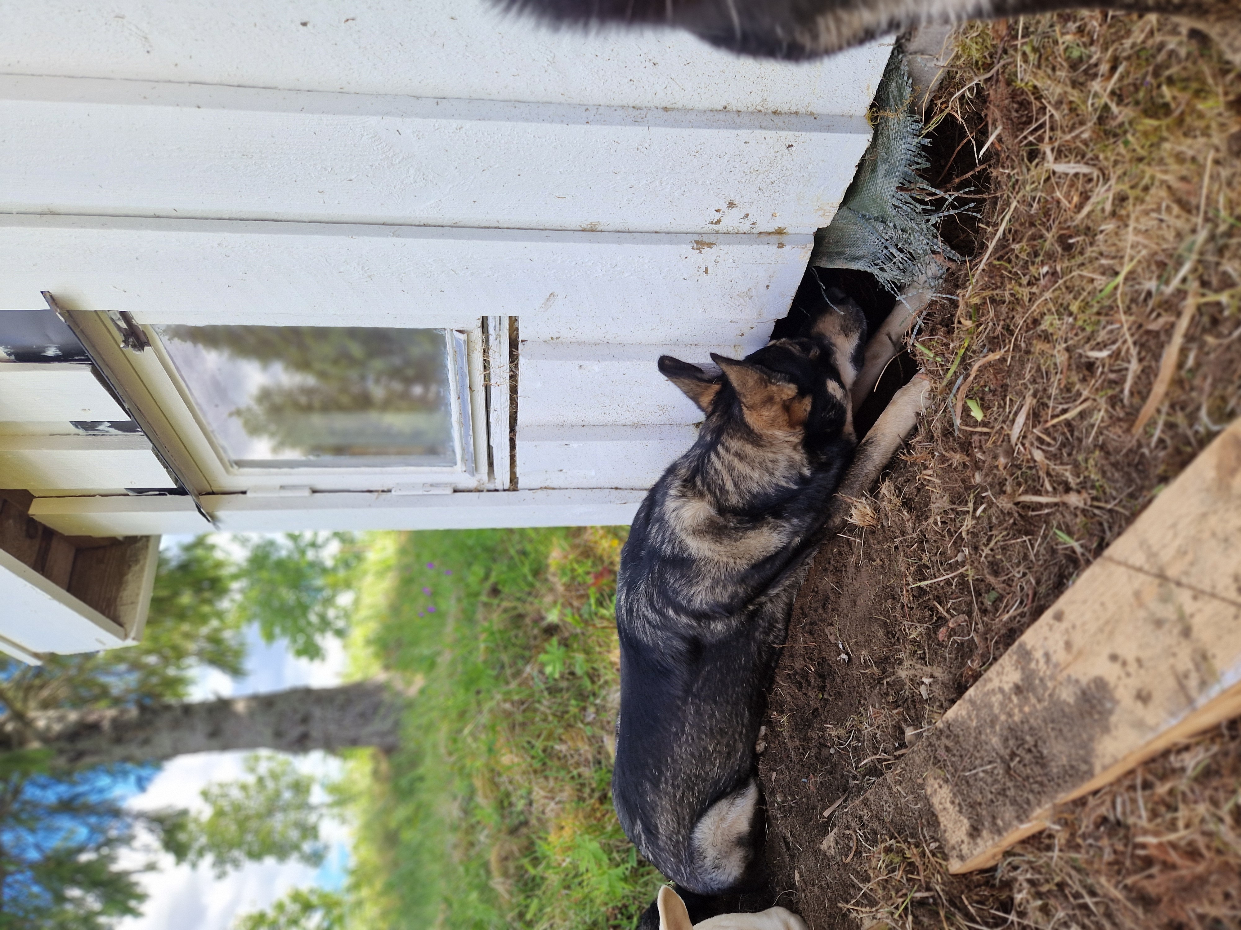 En hund nosar vid en liten vit stuga ute i naturen