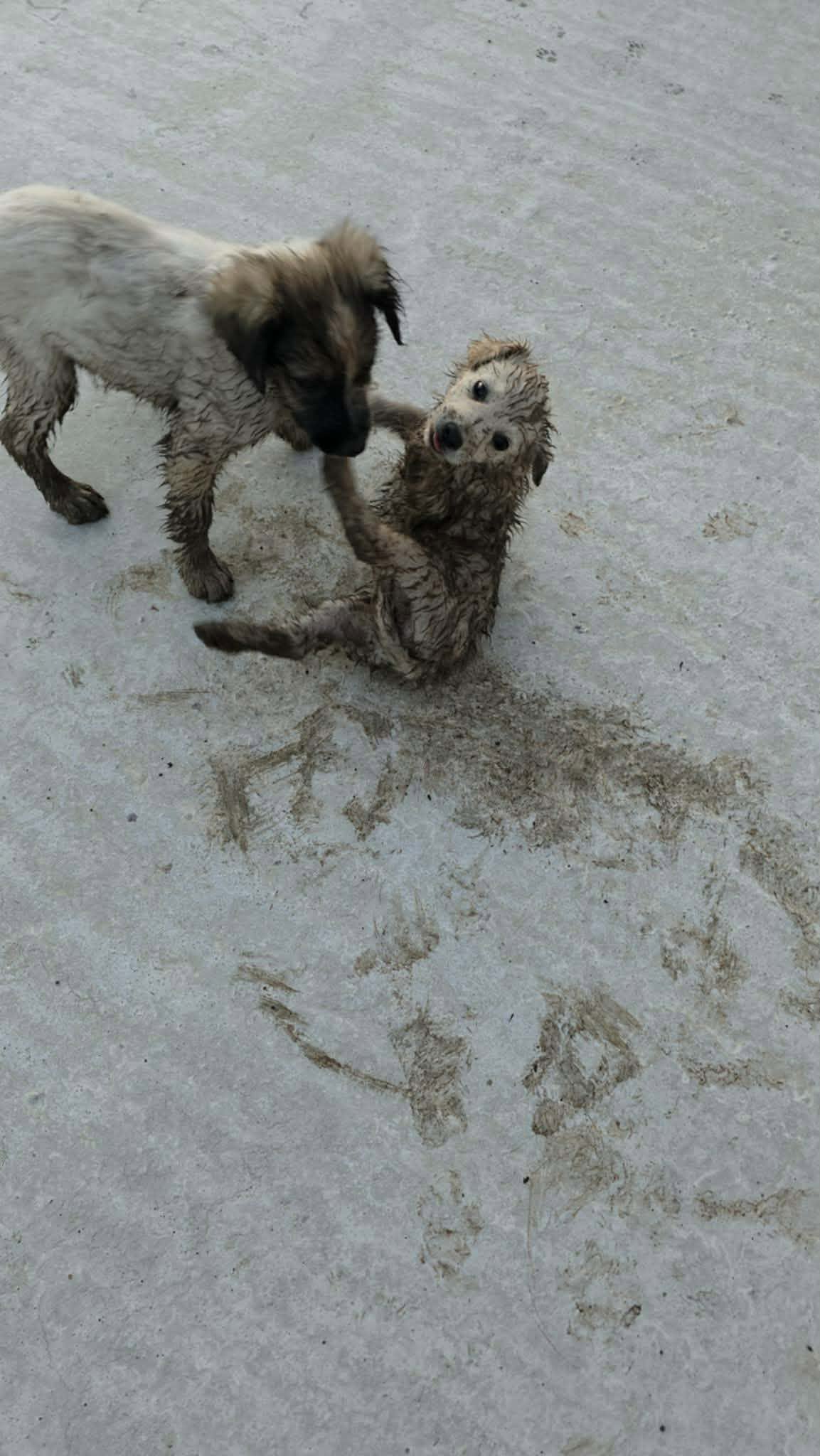 Milton och Meija leriga när de hittades