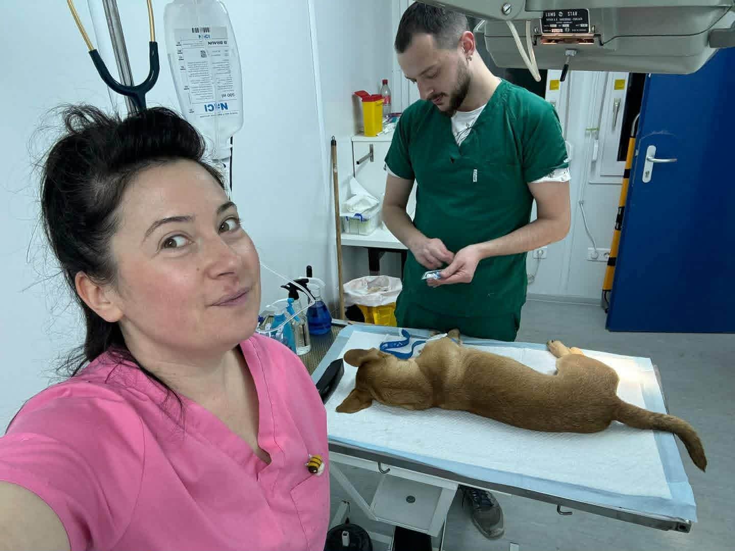 Veterinärteamet arbetar med en hund på kliniken i Rumänien