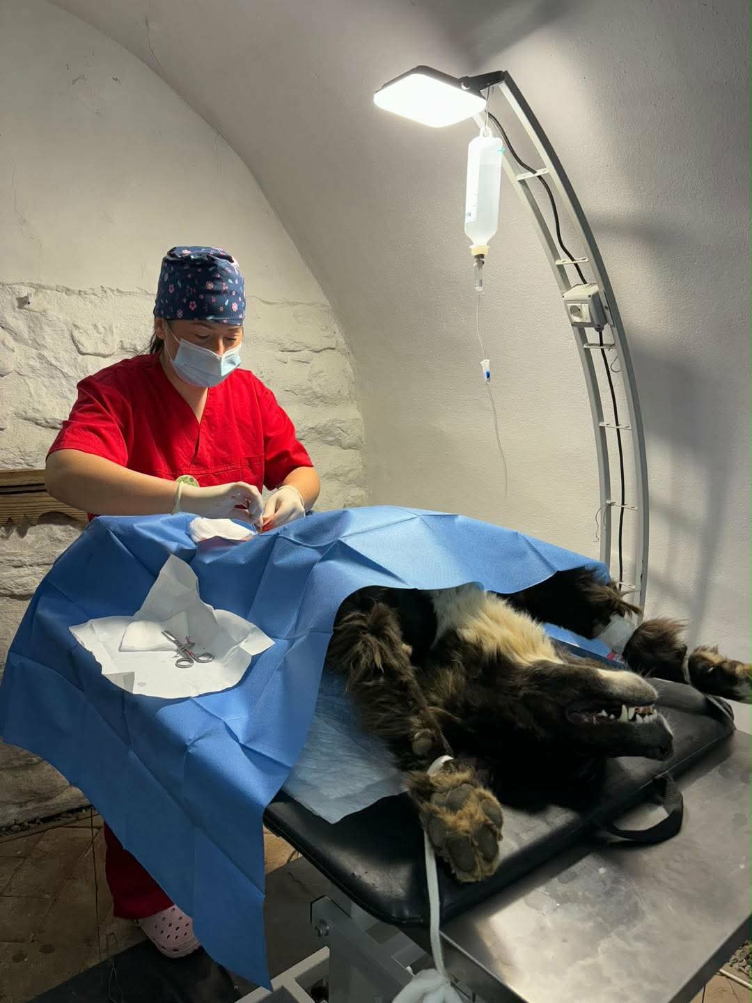 En hund kastreras på en veterinärklinik i Rumänien