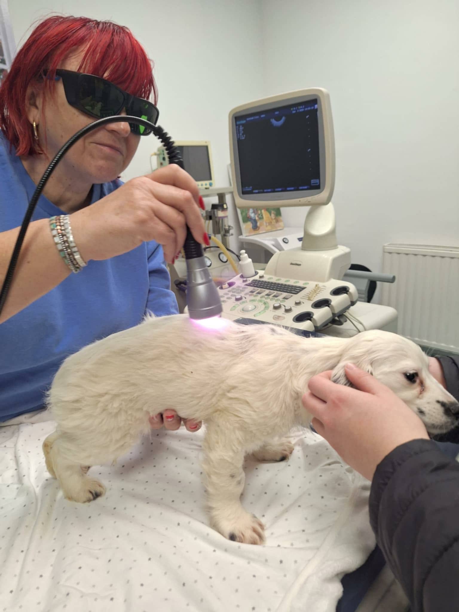 Rodica arbetar med en hund på djursjukhuset i Arad