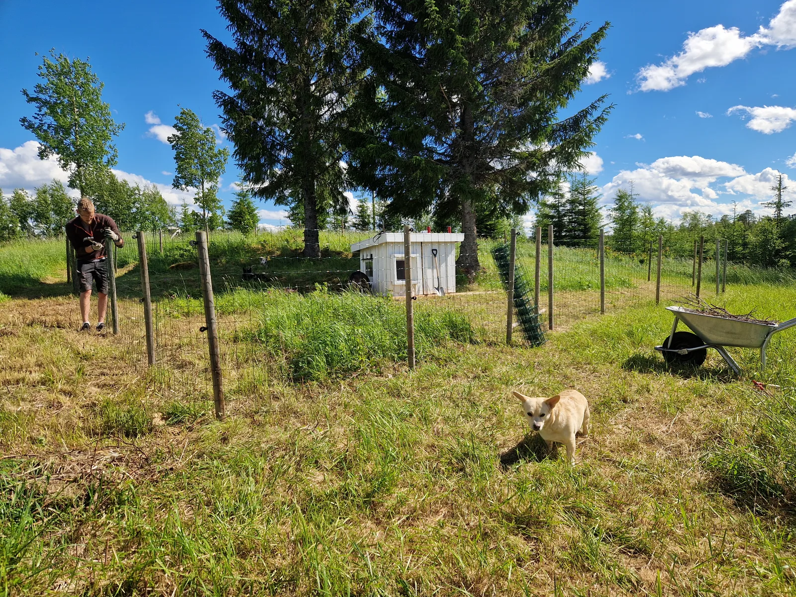 Hundgård med koja, staket och en hund ute på gården