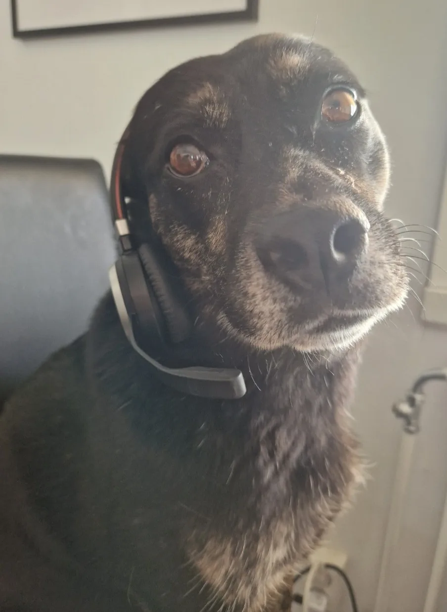 En äldre svart hund med ett headset